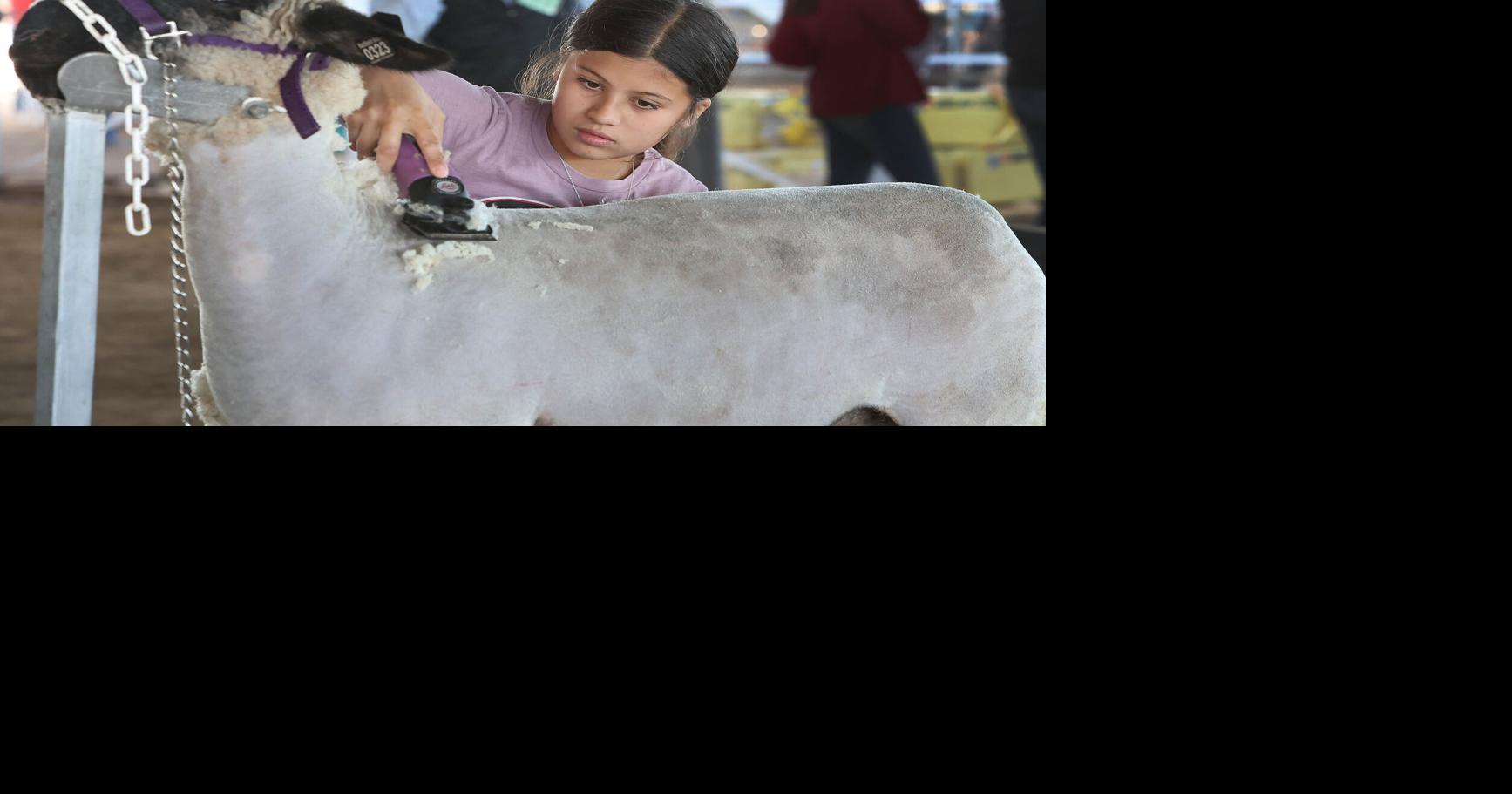 Young people and their projects are a big part of county fair ...