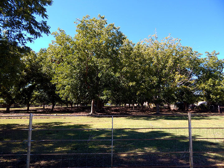 Arizona pecan production peaks Business