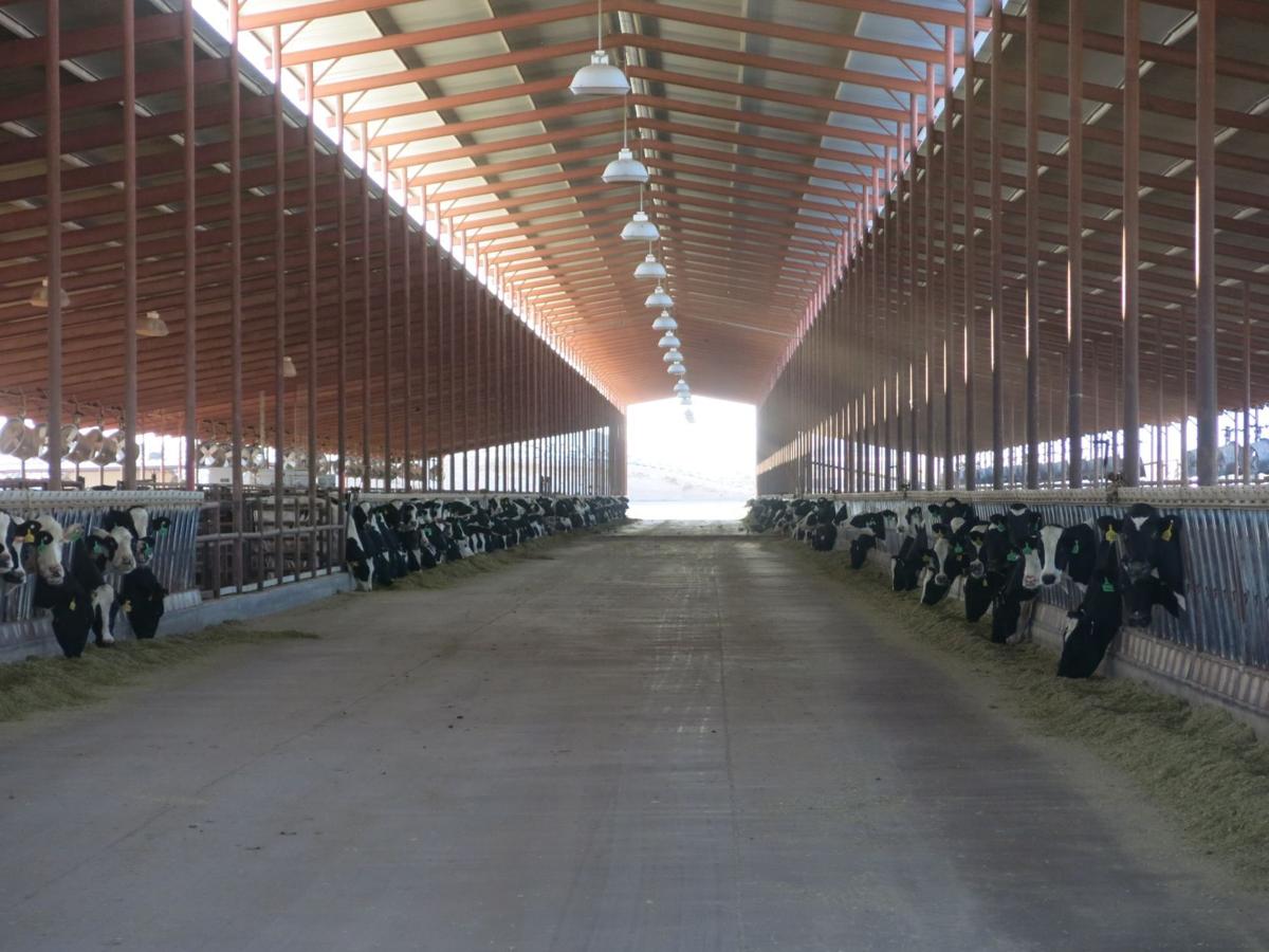 Dairy farming returns to Martin Valley near Coolidge News