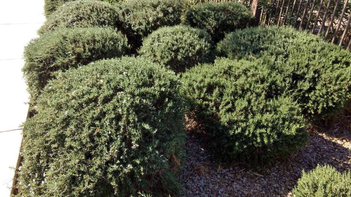 Arizona Gardeners Low Maintenance Ground Covers Fill A