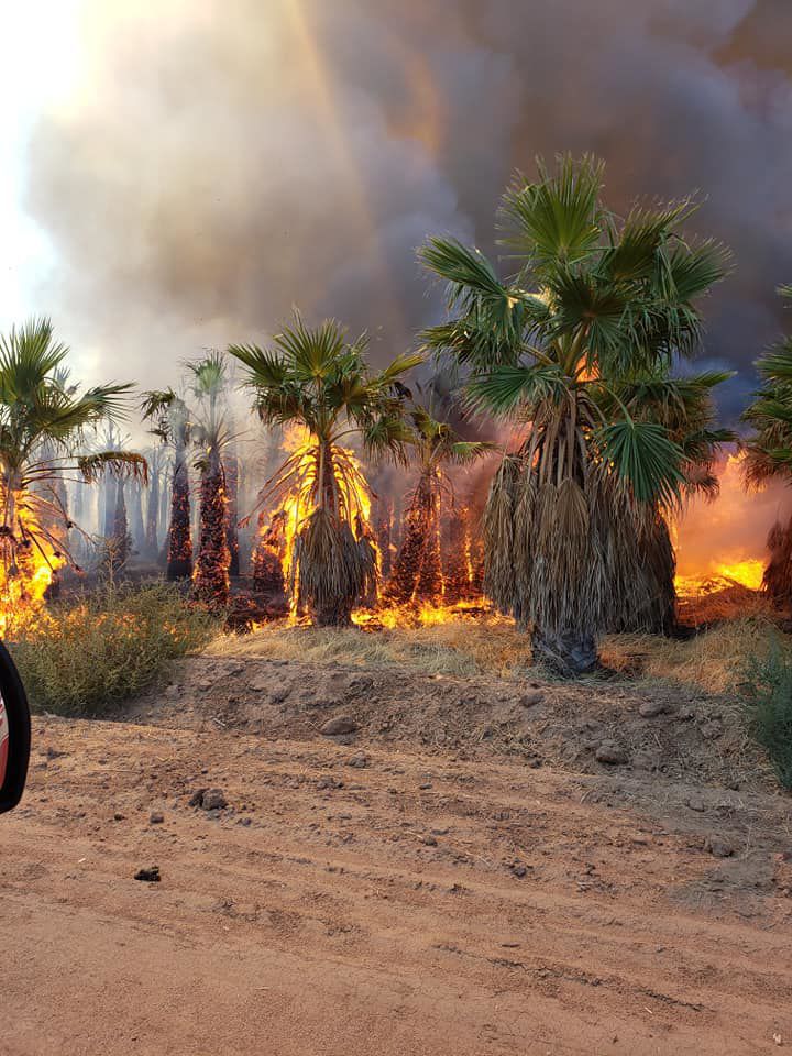 Worker Stolen safe found near Robson Ranch palm tree farm fire News