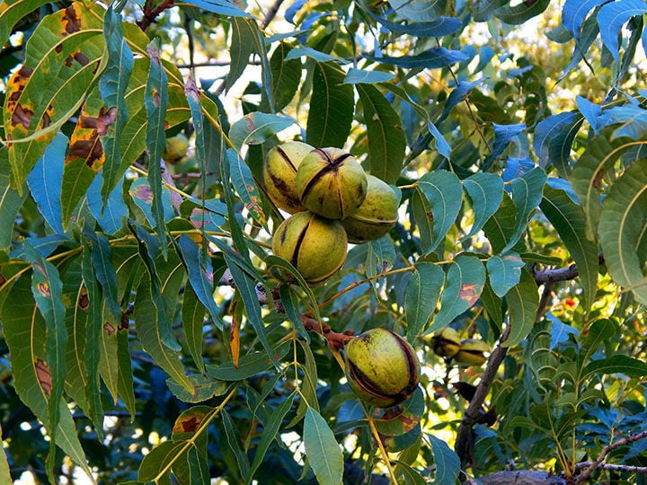 Arizona pecan production peaks Business