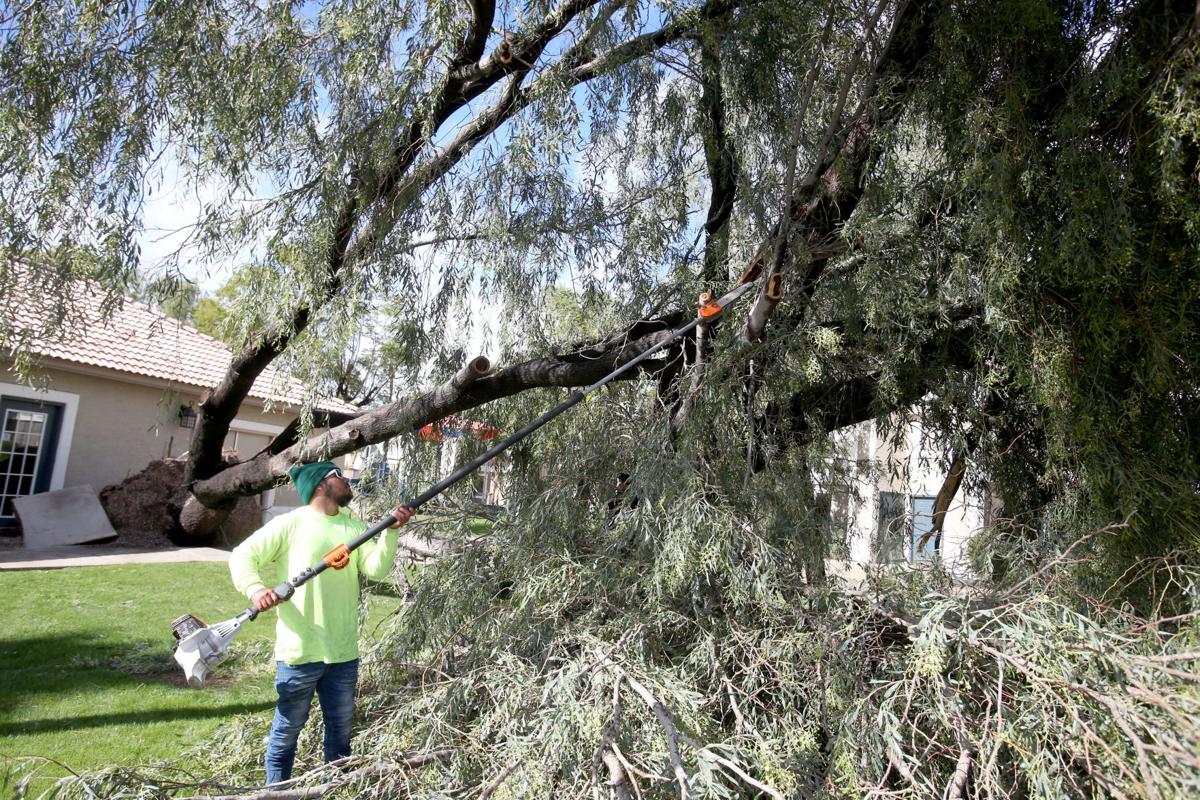 Down trees caused by storm