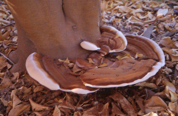 Gibson: Fungi: What can be done about Ganoderma? | Home And Hearth |  pinalcentral.com