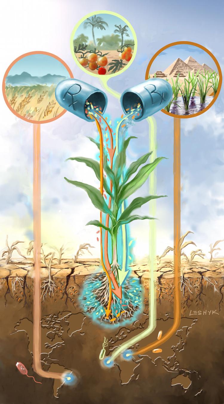 NAU lead study Droughtquenching bacteria helps plants