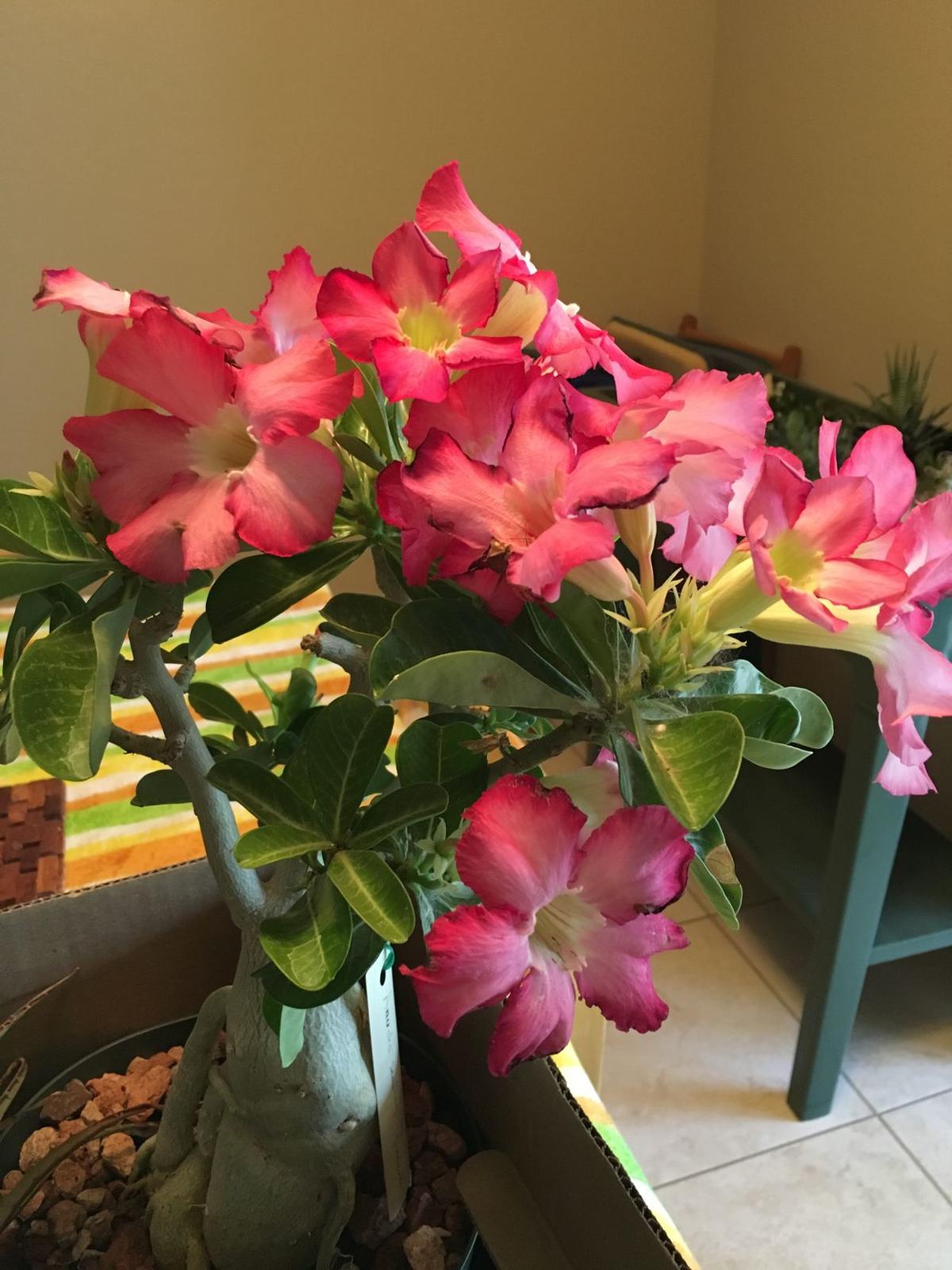 Gibson Growing Adenium At Home Aided By Secrets Home And Hearth