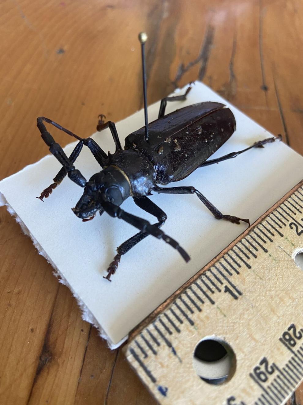 Are those big black prehistoric looking bugs dangerous? Home And