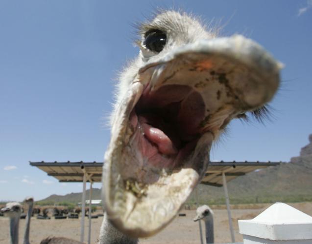 funny smiling ostrich with teeth
