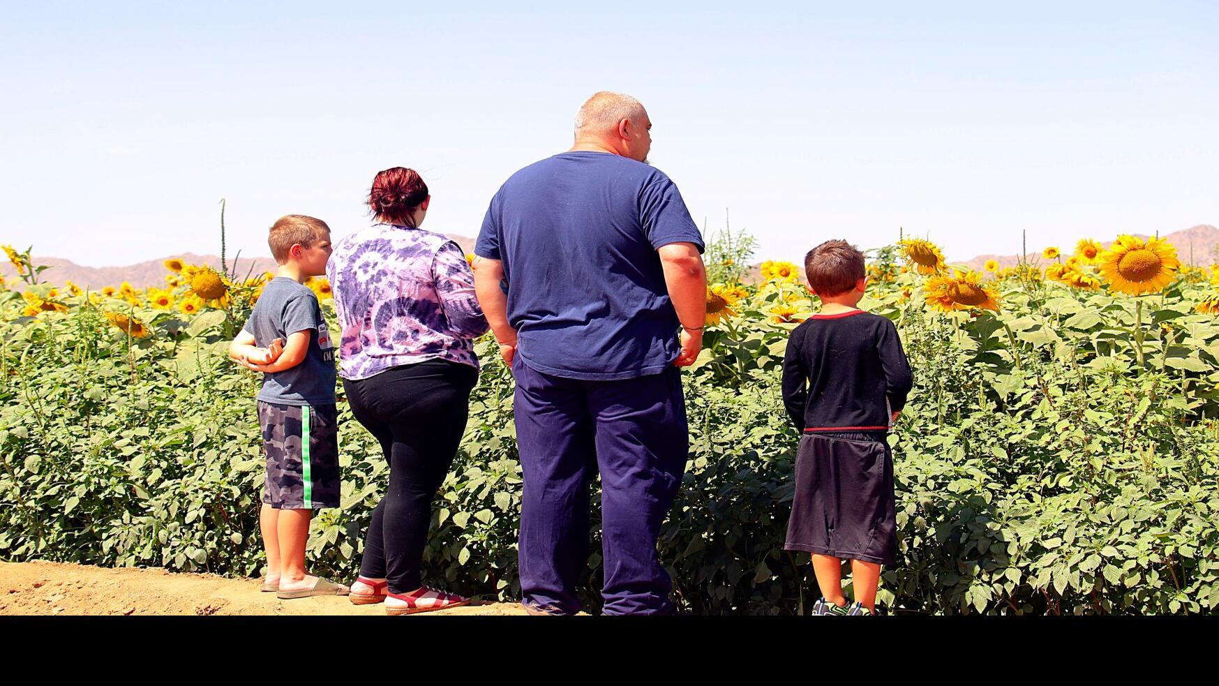 Sunflower farm in Maricopa more than just a pretty field News