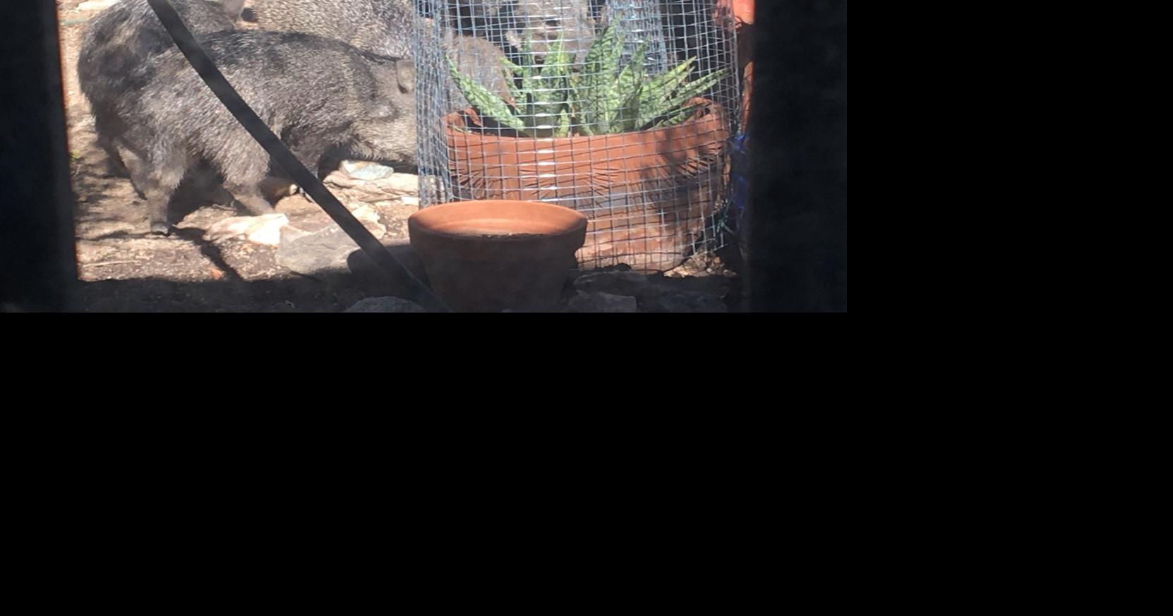 Coates Life at the watering hole, from javelina to quail Area News