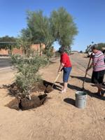 Tree planting programs aim to expand local canopies