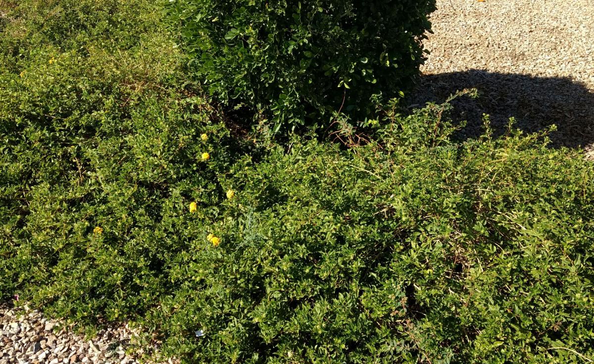 Arizona Gardeners Low Maintenance Ground Covers Fill A