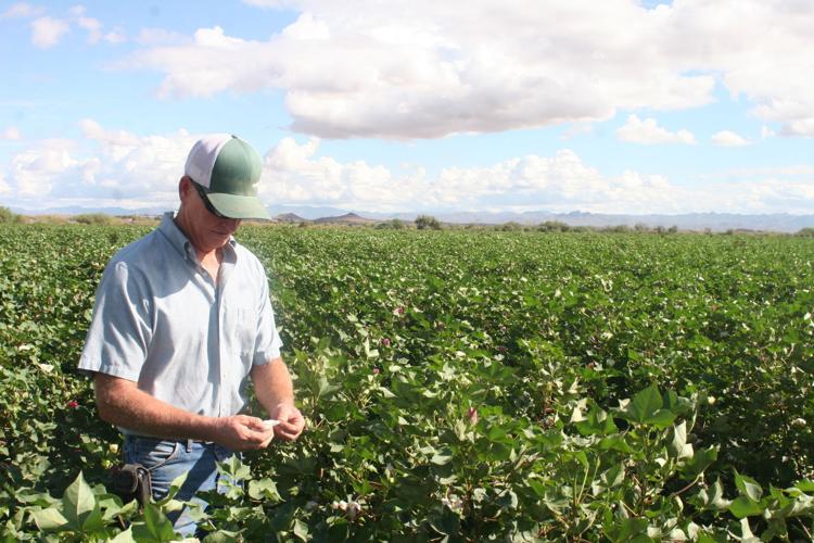 Hot summer produced a strong cotton crop  Mississippi State University  Extension Service