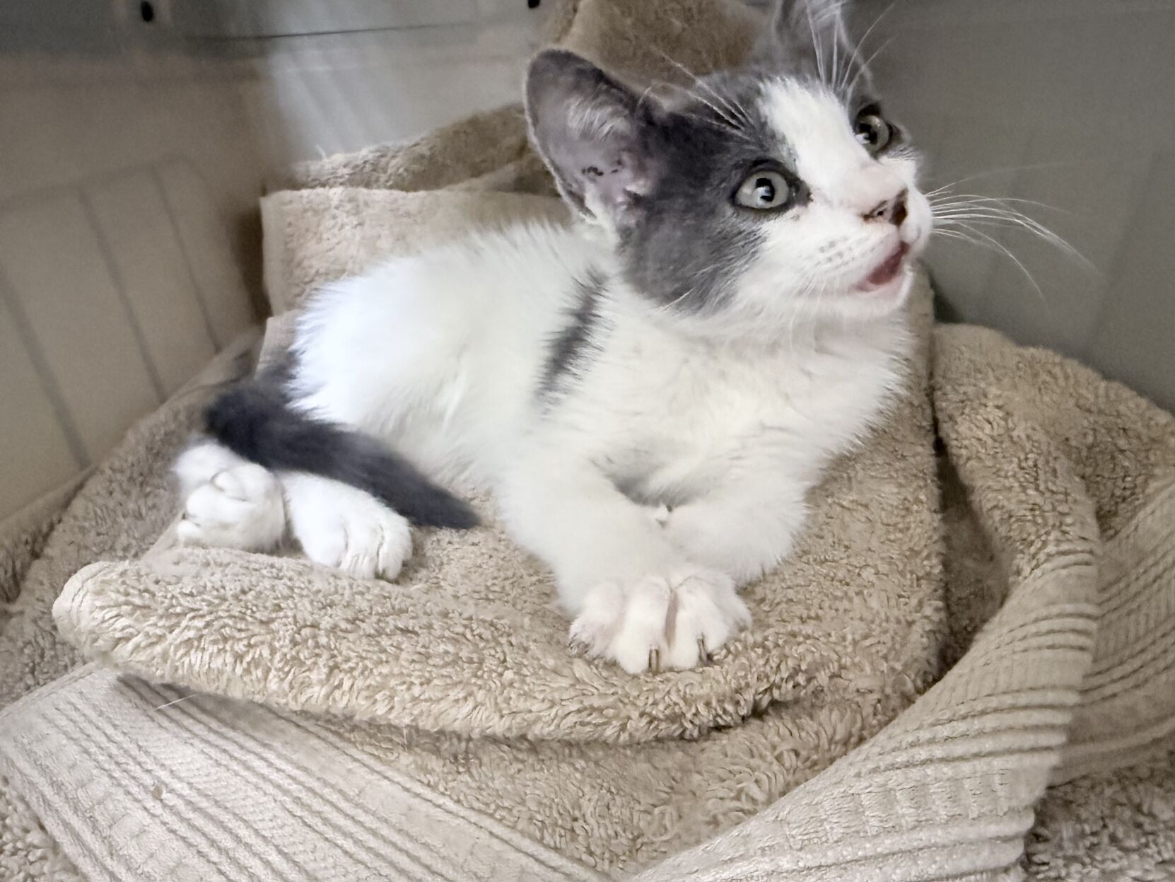 Little Whiskers looking to open shelter in Maricopa | Maricopa