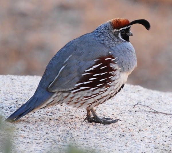 Gambel's quail - Wikipedia