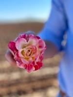 Pinal County leading the charge for rose production