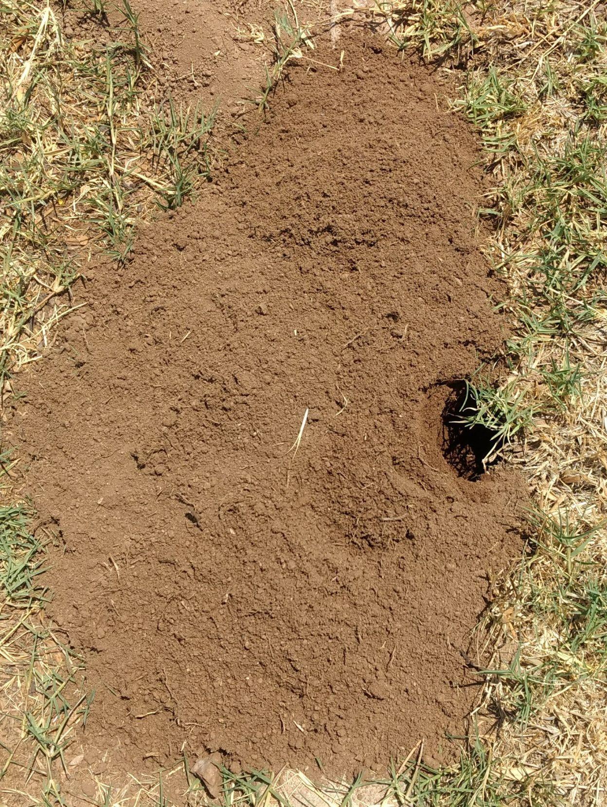 pocket-gophers-are-known-by-the-mounds-they-leave-in-the-yard-home