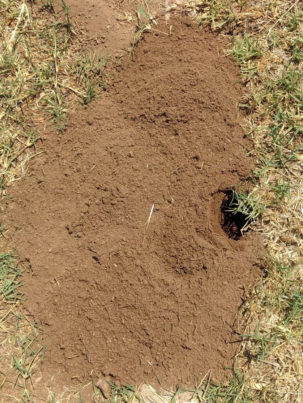Pocket gophers are known by the mounds they leave in the yard Home And Hearth