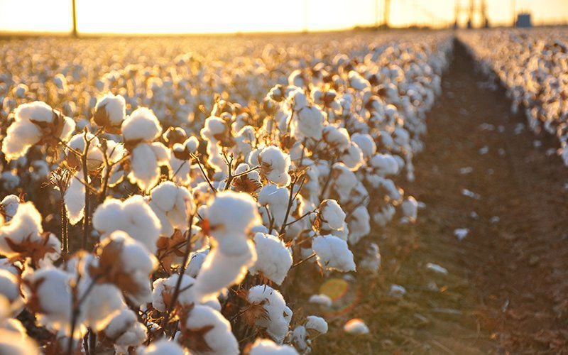 Cotton Overview, All You Need To Know, Kharif Season