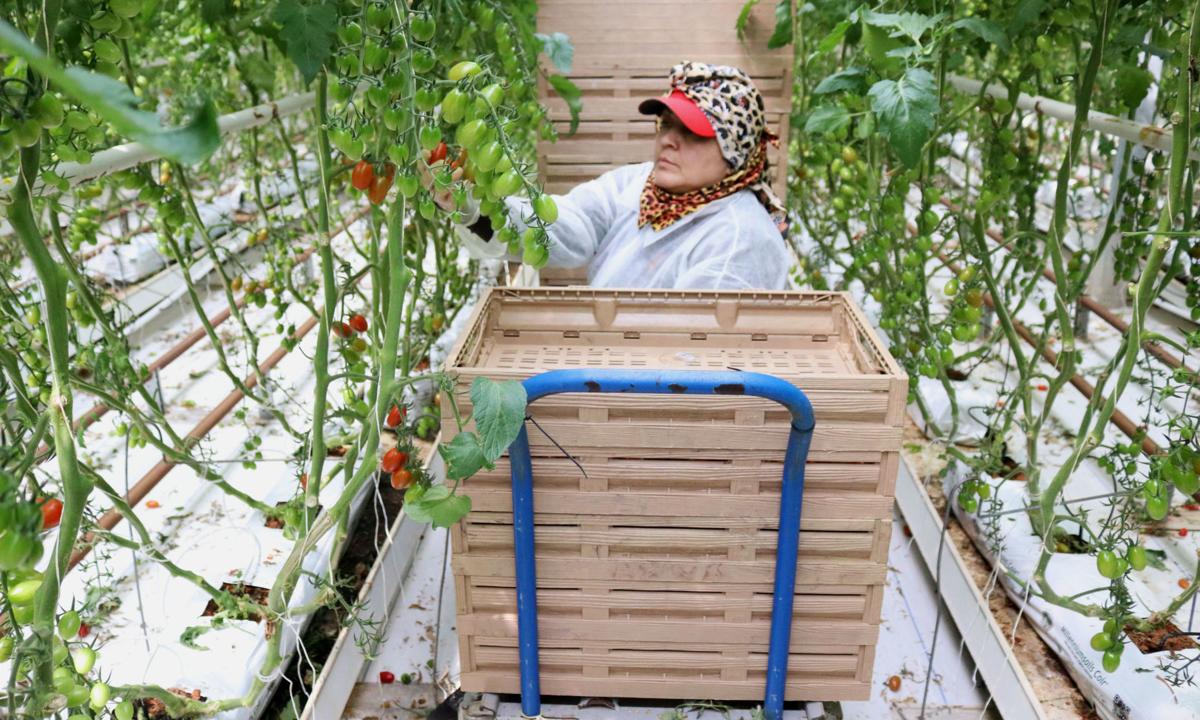 Improving The Health Of Invisible Arizona Farmworkers Is A Community Effort Arizona News Pinalcentral Com