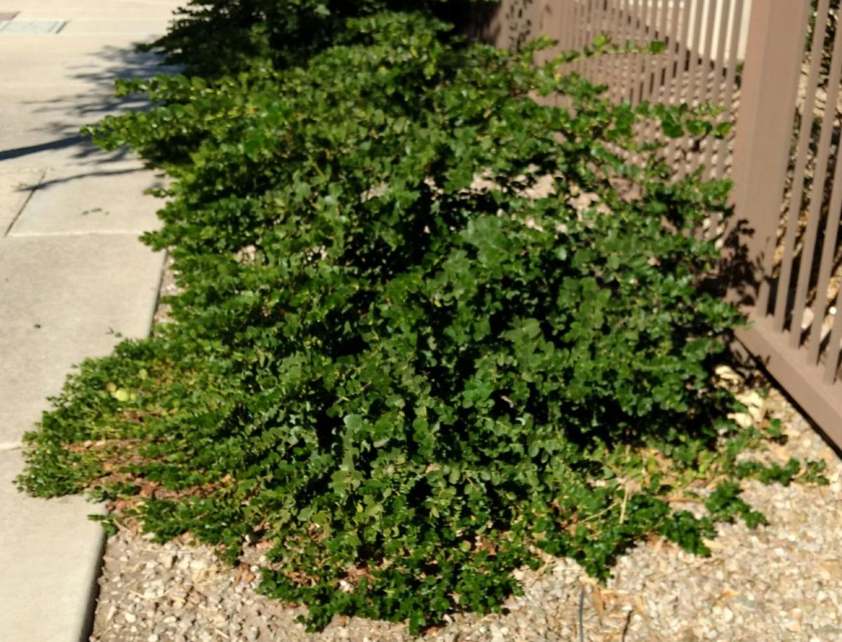 Arizona Gardeners Lowmaintenance ground covers fill a landscape niche