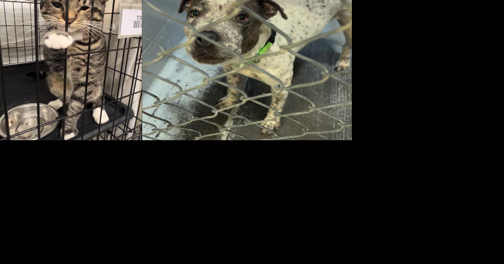 CG shelter sees increase in stray, abandoned animals
