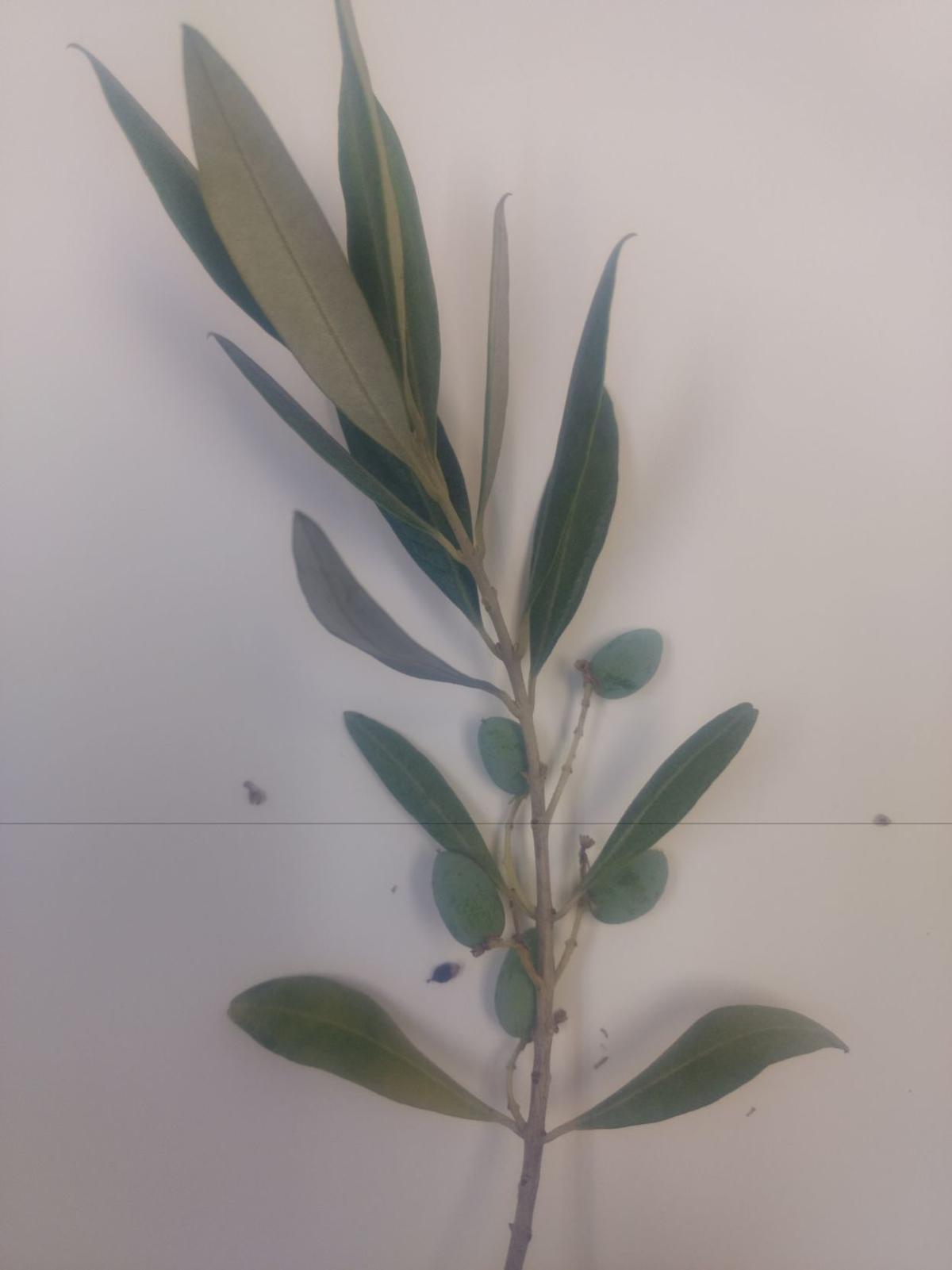 Gibson Identifying Trees And Shrubs In The Landscape Home And Hearth Pinalcentral Com