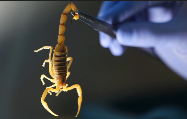 Violent storms unleash hordes of venomous scorpions in Egypt, 500