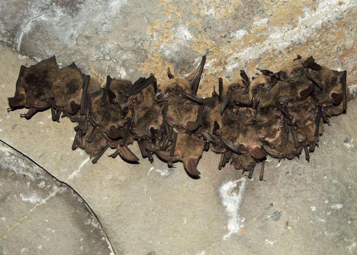 Bats doing well in Arizona Arizona News