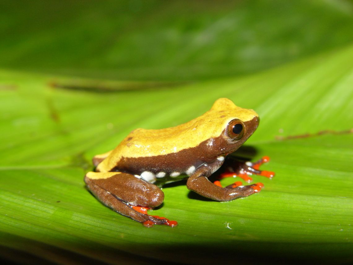 where to buy tadpoles