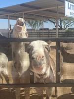 Finding fun for all ages at Rooster Cogburn Ostrich Ranch