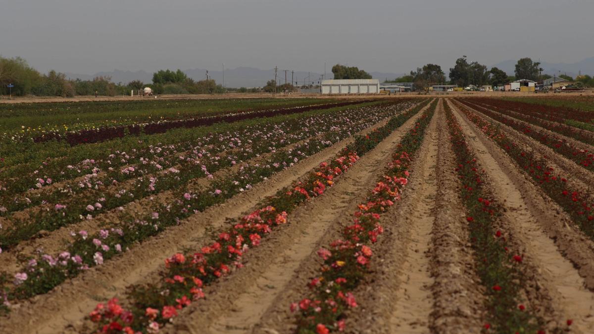 Rose industry flourishes in Arizona desert | Farm And Ranch ...
