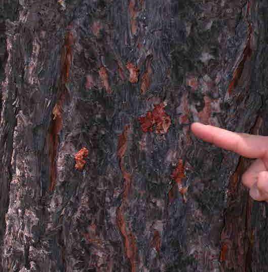 Gibson Pine Bark Beetle Has Stayed In Higher Elevations Home And Hearth Pinalcentral Com