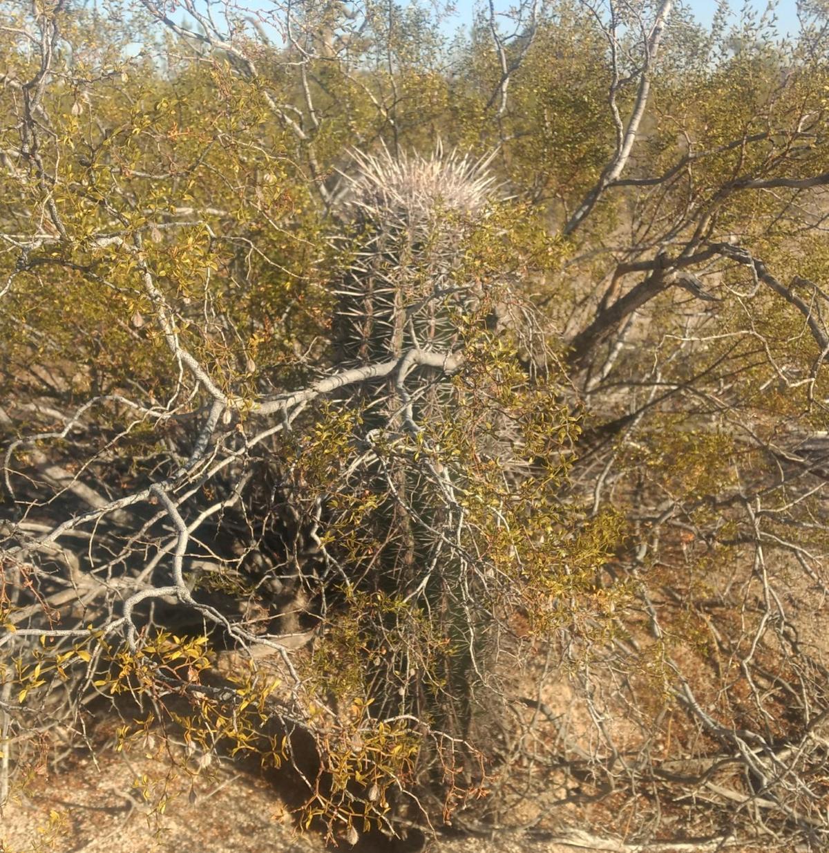 Gibson The nurse plant helps others survive News