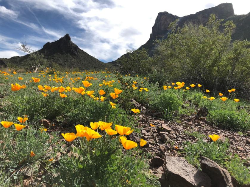 Picacho Peak wildflower bloom could be best in 15 years News