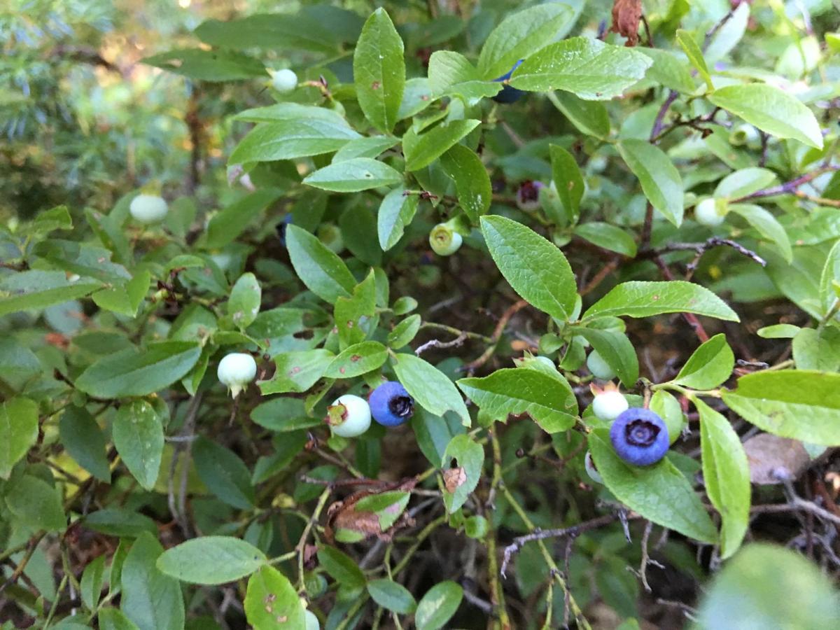 Wild and edible Maine plants are also available online