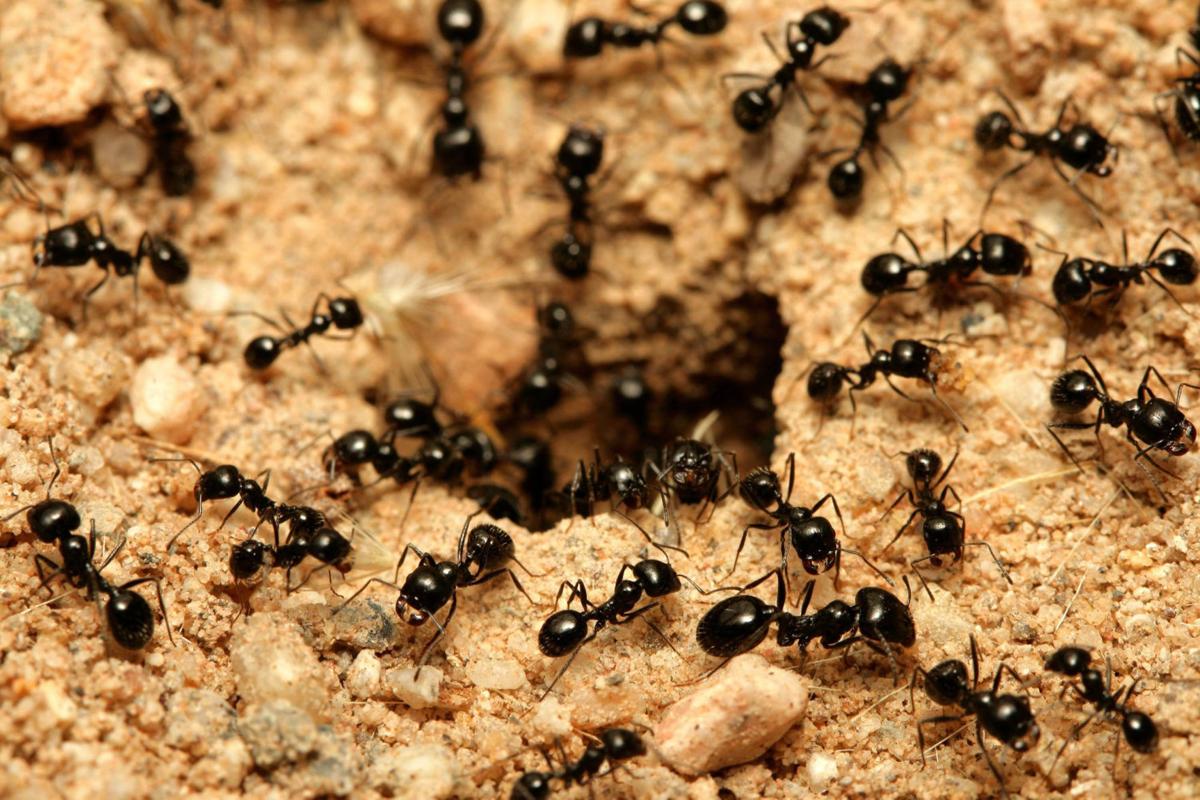 Natural Ways To Rid Of Fire Ants Natural Ways To Rid Of Fire Ants