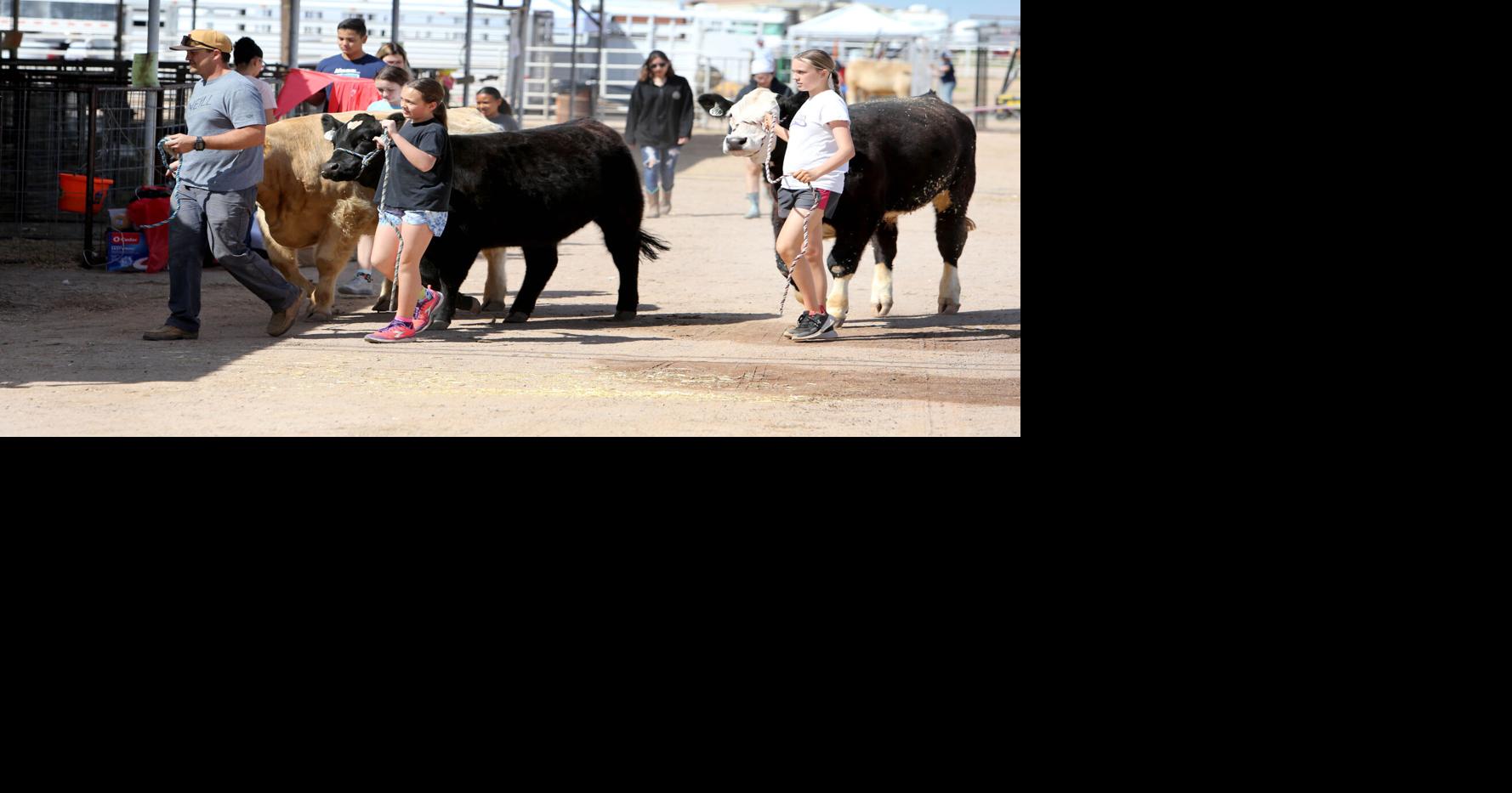 Pinal County Fair opens with exhibits, entertainment, fun Area News