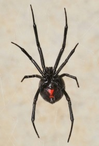 Gibson Learn About The Venomous Spiders In Arizona Home And Hearth Pinalcentral Com