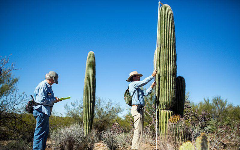 Arizona S Saguaros May Be In Decline Due To Drought Climate Change Arizona News Pinalcentral Com