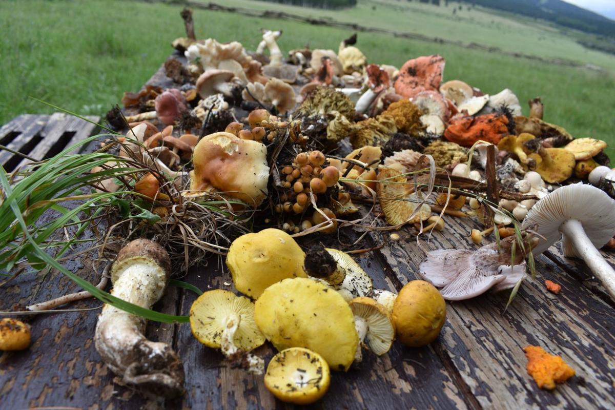 AMS White Mountains mushroom collection