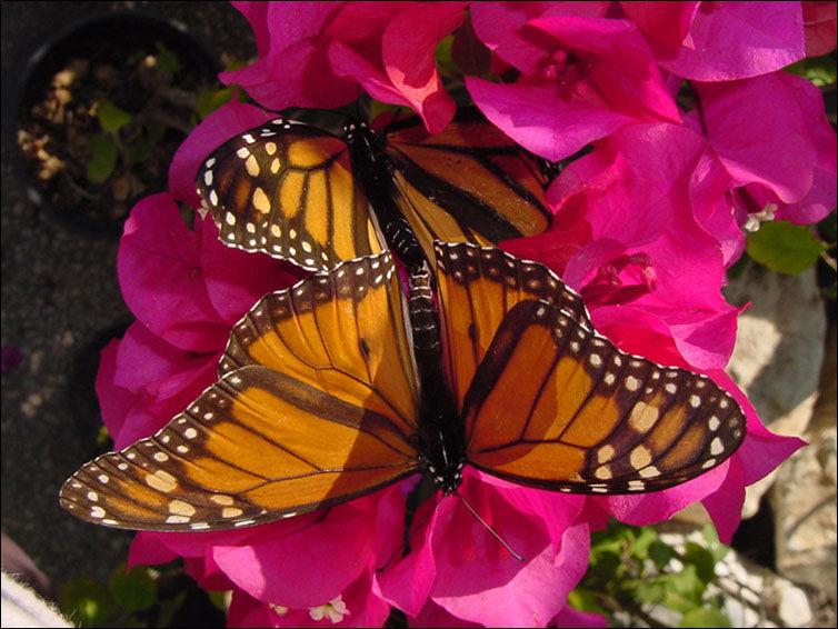 Arizona Gardeners: Create butterfly garden using right plants | Home
