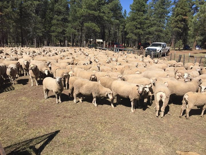 Sheep ranching still present in Pinal County | Farm And Ranch ...