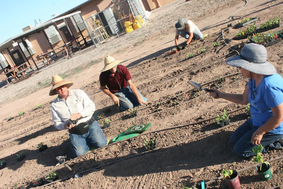 Holiday gardening