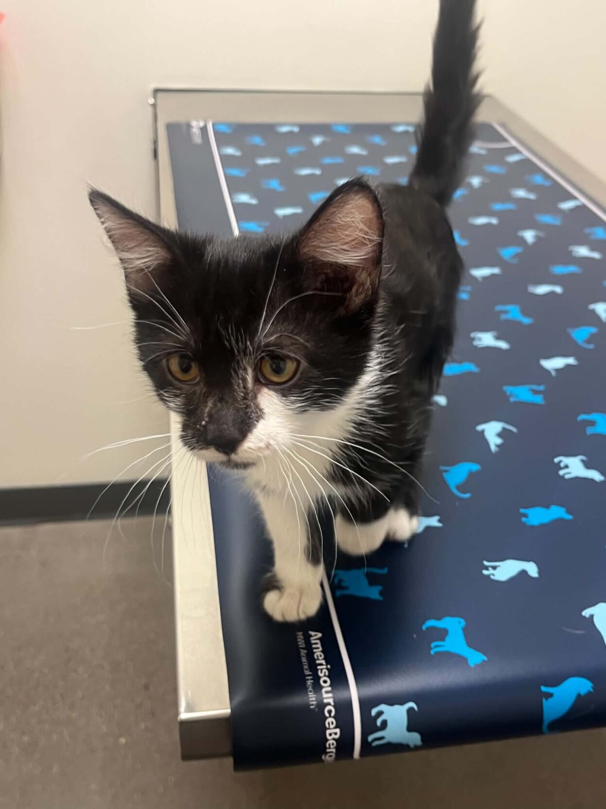 Little Whiskers looking to open shelter in Maricopa | Maricopa