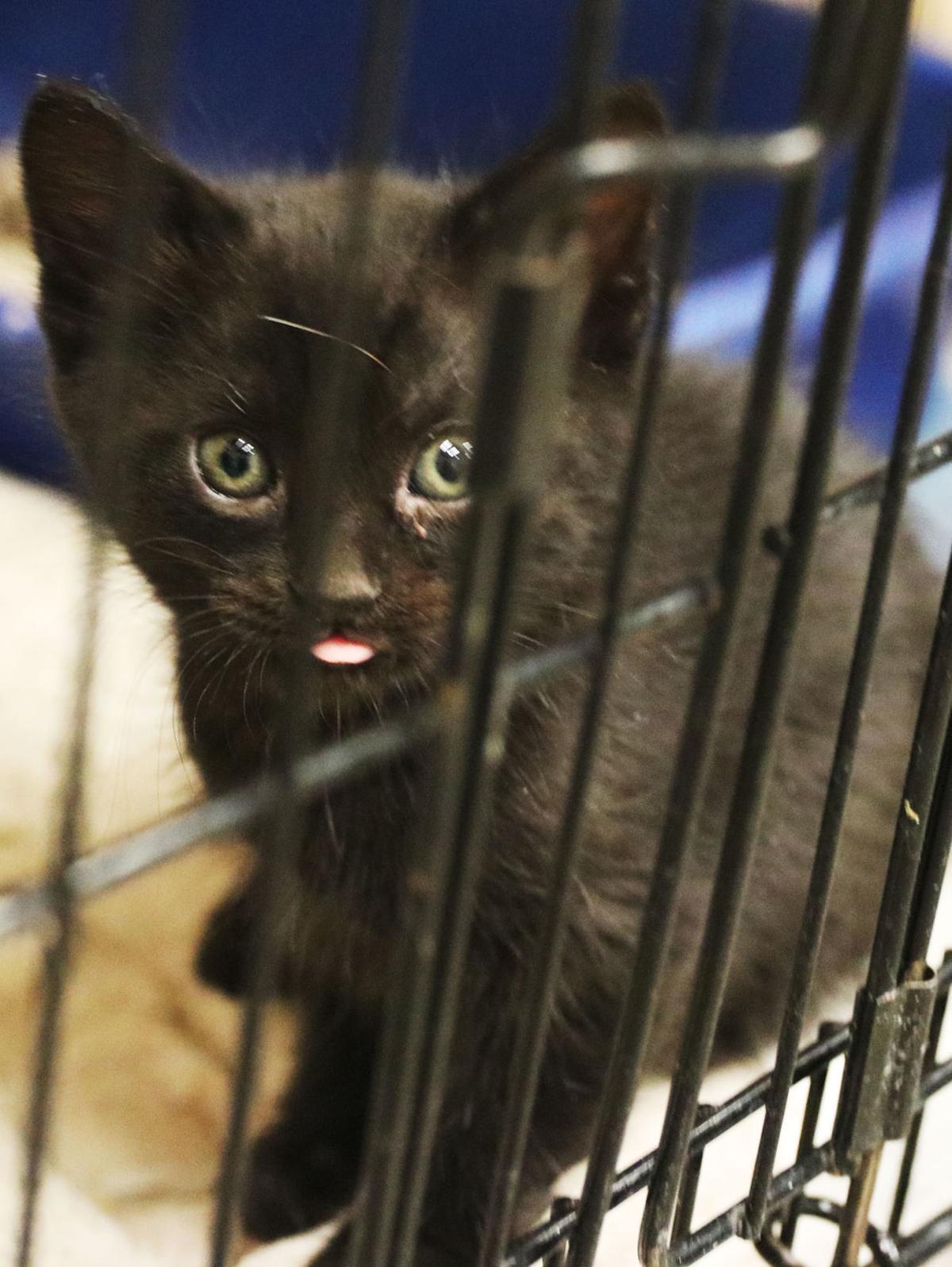 Casa Grande Animal Care and Adoption Center | News ...