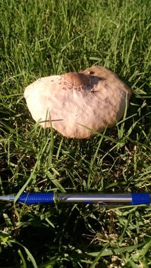 Mushrooms And Toadstools Are Popping Up In Lawns And Gardens
