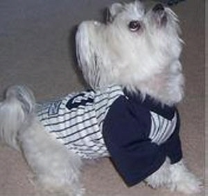 New York Yankees - Team Colors Dog Jersey Blue India