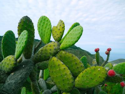 cactus juice used to make biodegradable plastic bags