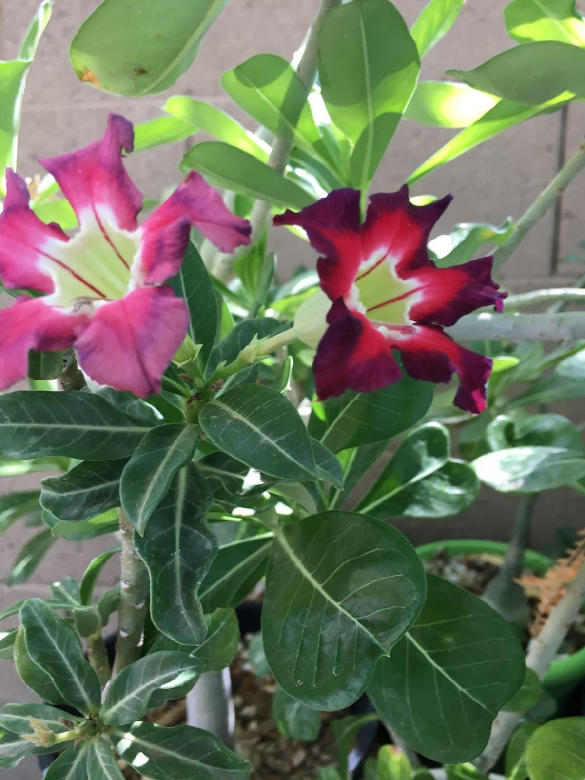 Gibson Growing Adenium At Home Aided By Secrets Home And Hearth
